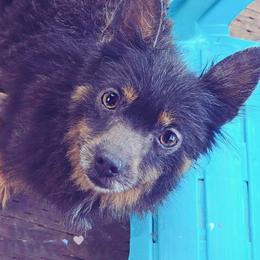Baluga - Blue and tan parti female Pomeranian puppy in Albany, Oregon from Purrs N Poms