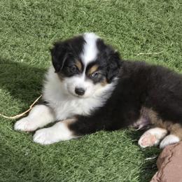 Boy 2 - Black tri-color male Australian Shepherd puppy in Divide, Colorado from Outlaw Farm and Kennel