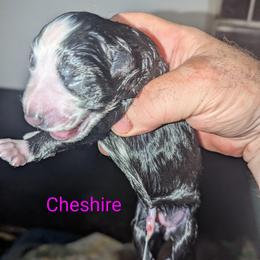 Cheshire - Panda female German Shepherd puppy in Olean, New York from F&B Kennels