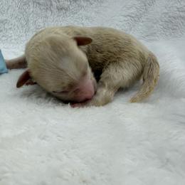 Boy 3 - Apricot male Maltipoo puppy in Turlock, California from 209PuppiesCaliforniaMaltipoo