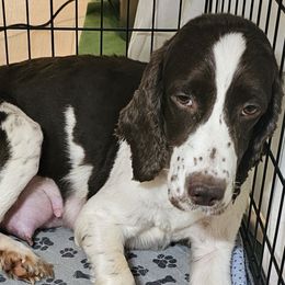 Stevie - English Springer Spaniel