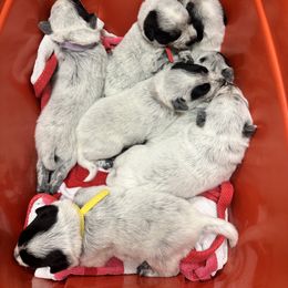 Australian Cattle Dog Puppies from Folie à Deux Australian Cattle Dogs