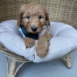 Purple Rockies girl - Red  female Goldendoodle puppy in Roseville, California from Roseville GoldenDoodles