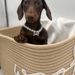 Dachshund Puppies from Pine & Pasture Dachshunds