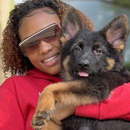 German Shepherds from TDShepherds