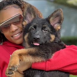 German Shepherds from TDShepherds