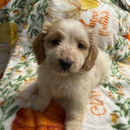 Winston - Piebald male Dachshund puppy in Ft Dodge, Iowa from Secret Reality
