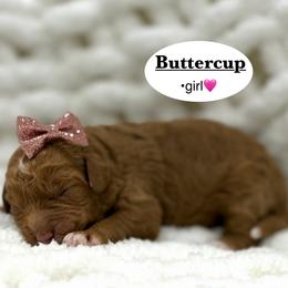 Buttercup - Red  female Goldendoodle puppy in Jackson, Mississippi from T.M. Poodles & Doodles