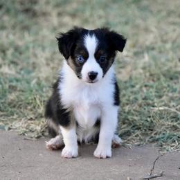 Madison - Black tri female Toy Australian Shepherd puppy in Wichita Falls, Texas from Shooting Stars Ranch Toy and Mini Aussies