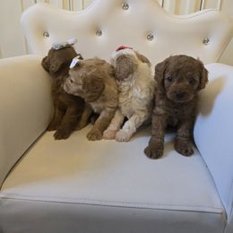 Red Ted - Red male Cavapoo puppy in Washington from Mt.BakerPoodles&Doodles