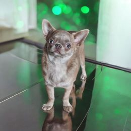 AKC Lilac brindle Girl - Chocolate blue female Chihuahua puppy in Brooklyn, New York from Nadezhda's Chihuahuas