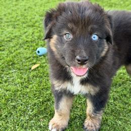 Everett - Black tri-color male Australian Shepherd puppy in Oak Hill, Florida from Swingin T Ranch LLC
