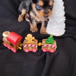 Boy 1 - Black and gold male Yorkshire Terrier puppy in St. Louis, Missouri from Yorkieville Kennel