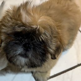 Shih Tzu Puppies from Shih-tzu Dynasty