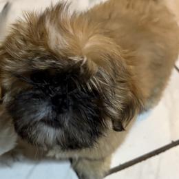 Shih Tzu Puppies from Shih-tzu Dynasty