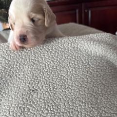 Red - White and brown female Saint Berdoodle puppy in Walbridge, Ohio from Jeff's St Berdoodles