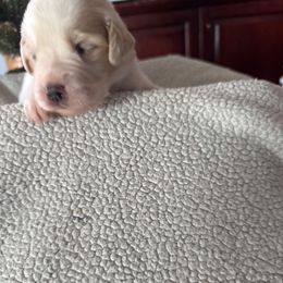 Red - White and brown female Saint Berdoodle puppy in Walbridge, Ohio from Jeff's St Berdoodles