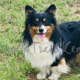 American Corgis, Australian Shepherds, and Pembroke Welsh Corgis from Chisholm Trail Kennels