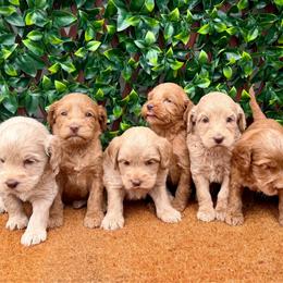 2nd pick girl - Caramel female Australian Labradoodle puppy in Hartshorne, Oklahoma from Jena Edmond
