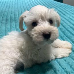 Marcus - Wheaten male Miniature Schnauzer puppy in Interlachen, Florida from Pam's Schnauzers