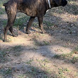 Boxer All Grown Up from McGallion’s Boxers