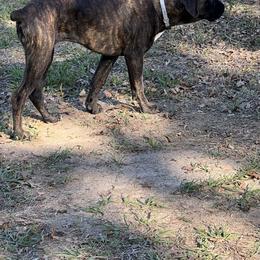 Boxer All Grown Up from McGallion’s Boxers