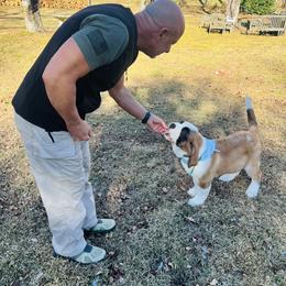 Aqua collar - Orange and white female Saint Bernard puppy in Double Springs, Alabama from St Bernard Kingdom, LLC