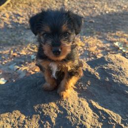 Boy 1 - Black and tan male Yorkshire Terrier puppy in Dennard, Arkansas from Leamarr Farms Yorkies