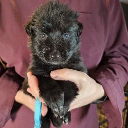 Scout (Lt Blue) - Black female German Shepherd puppy in Columbus, Indiana from Stony Lonesome GSD