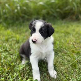 Colt - Black and white male Border Collie puppy in Owenton, Kentucky from Three16 Ranch