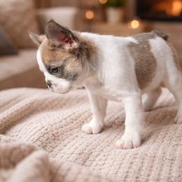 Girl 2 - Fawn and white female French Bulldog puppy in Midland, Texas from Lexxa’s Frenchies