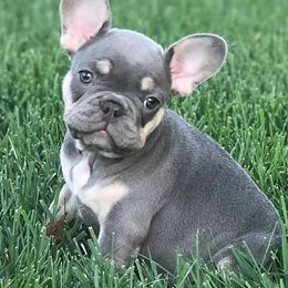 French Bulldogs from Superior Frenchies