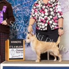 Miniature American Shepherd and Portuguese Podengo Pequeno All Grown Up from Kaprikorn