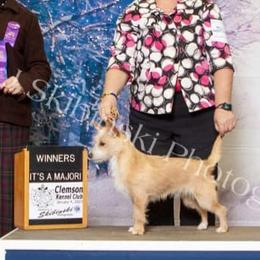 Miniature American Shepherd and Portuguese Podengo Pequeno All Grown Up from Kaprikorn