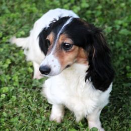 Millie - Dachshund