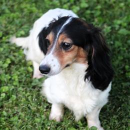 Millie - Dachshund