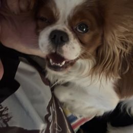 Cavalier King Charles Spaniel Puppies from Family first cavaliers