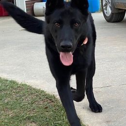 German Shepherd All Grown Up from T'S SHEPHERDS