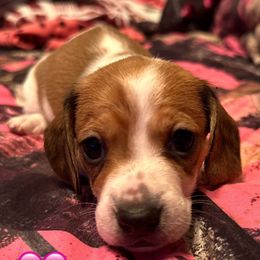 Girl 1 - Piebald female Dachshund puppy in Palm Coast, Florida from Michelle’s Mini Dachshunds