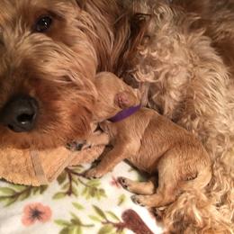 Cockapoo and Goldendoodle Puppies from Capital Doodles
