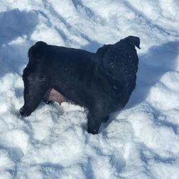 Ari - Pug