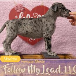 Maddie - Merle female Great Dane puppy in Brooksville, Florida from Follow My Lead Great Danes
