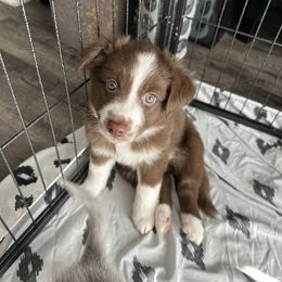 Twin 2 - don't have a name yet - Red tri female Miniature Australian Shepherd puppy in Town 'N' Country, Florida from House of Miniature Aussies