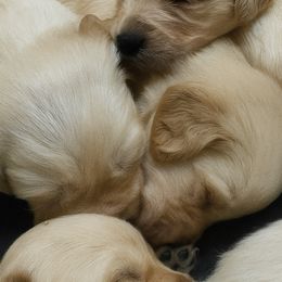 Kona boy 1 - Golden male Golden Retriever puppy in Fort Morgan, Colorado from Golden Girls Kennels, LLC