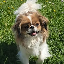 Siana - Japanese Chin