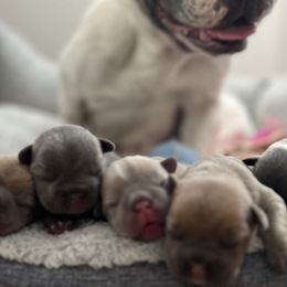 French Bulldogs from The Frenchie Farm