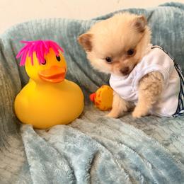 Cortland Pomchi - Blue fawn male Chihuahua puppy in Seneca, Missouri from Stephanie’s Puppy Colony