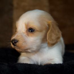 Banks - Piebald male Dachshund puppy in Midland, Texas from The Barefield Doxies