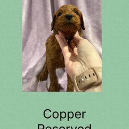 Copper - Red male Irish Doodle puppy in Harrisburg, Arkansas from Ransone’s Ridge Runners Poodles and Doodles