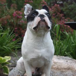 Motley - French Bulldog